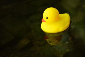 rubber duck